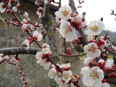 Fiori di primavera