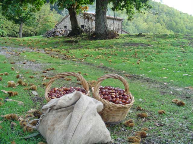 Castagne